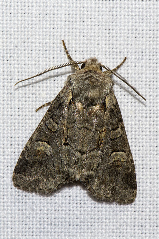 Brachylomia viminalis ? S�